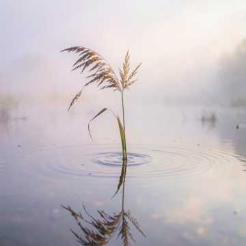 Breeze on Reed